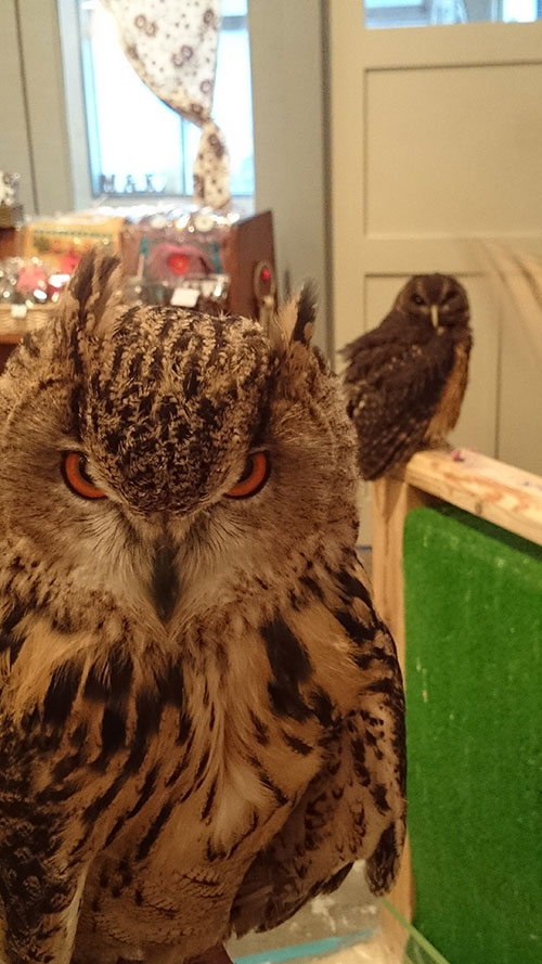 トルクメニアンワシミミズク　トルちゃん