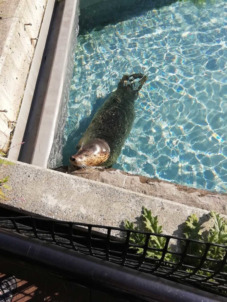 旭山動物園のアザラシ