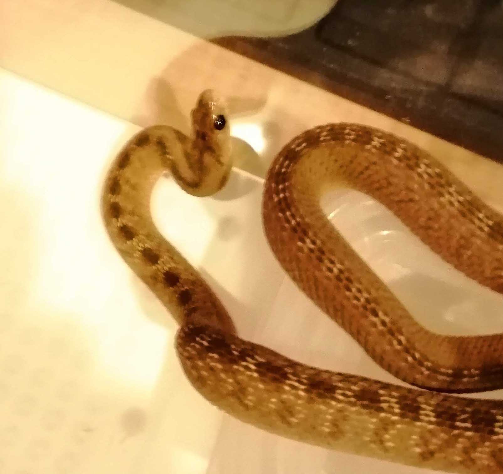 タマゴヘビ
